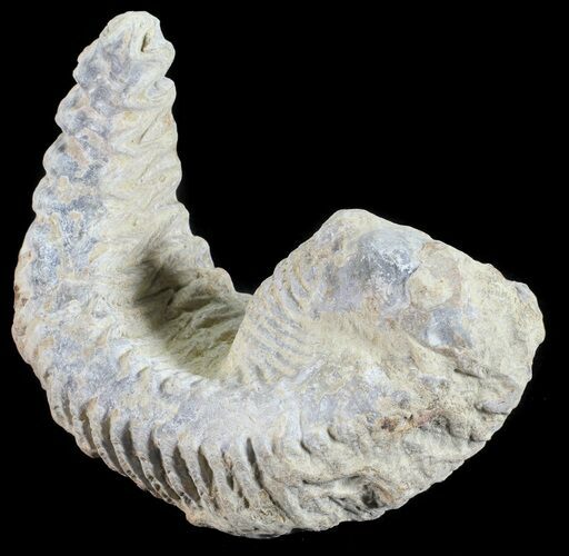 Cretaceous Fossil Oyster (Rastellum) - Madagascar #54435